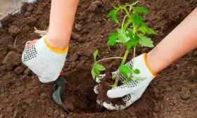 Высадка в грунт