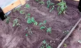 Высадка в грунт