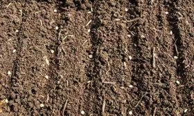 Высадка в грунт