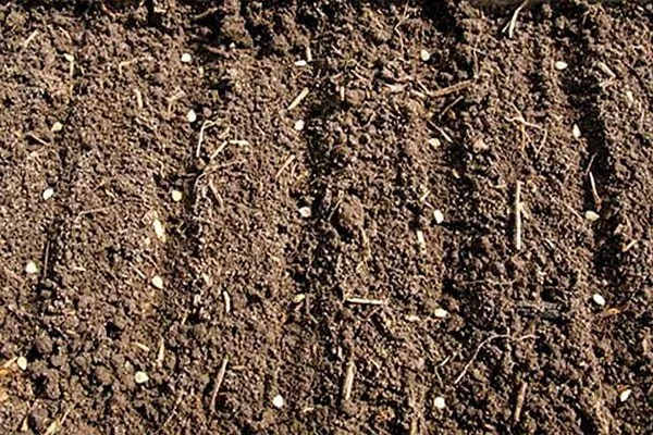 Высадка в грунт