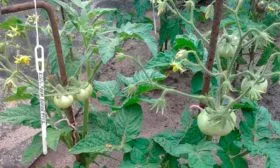 Высадка в открытый грунт