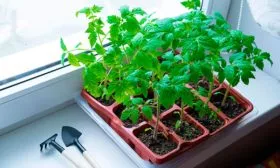 высевайте на рассаду