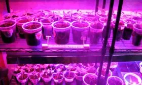 Взращивание и уход