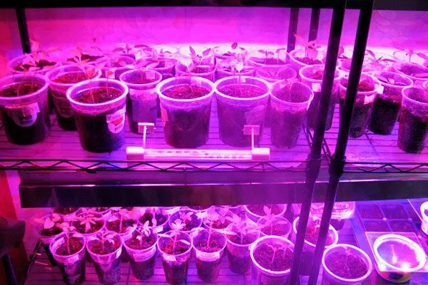 Взращивание и уход