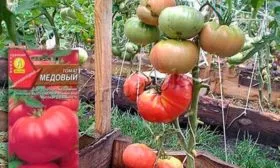 Сроки созревания