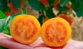 Характеристики