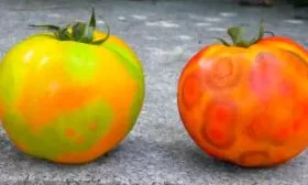 Заболевания и паразиты