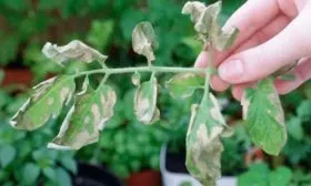 Заболевания и вредители