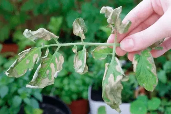 Заболевания и вредители