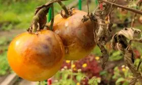 Заболевания и вредители