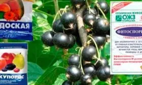 Защита смородины от болезней и вредителей