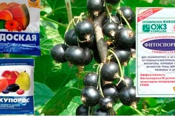 Защита от болезней и вредителей