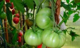 Выращивание и уход