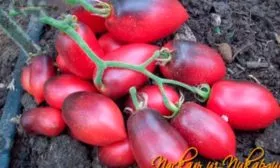 Описание плодов