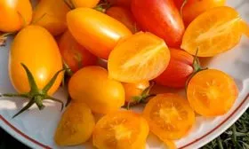 Золото-Амишей