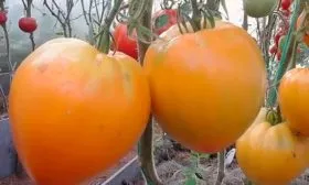 Золотые купола