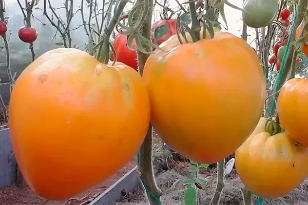 Золотые купола