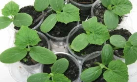 рассада огурцов Ежики