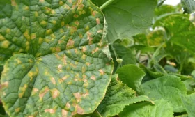 рассада огурцов