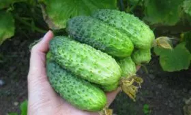 Урожайность