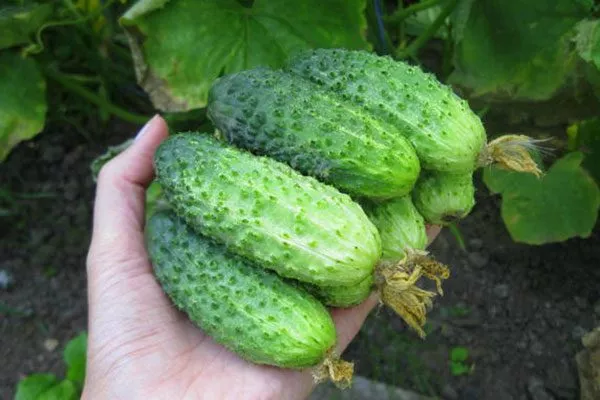 Урожайность