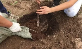 формирование куста