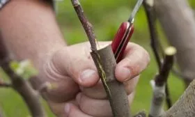 прививка сливы