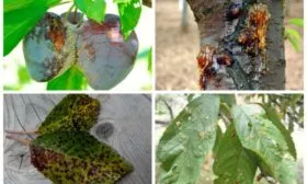 болезни и вредители сливы