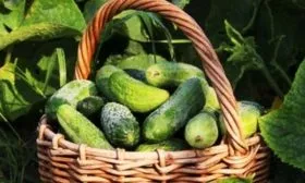 сбор урожая Берендея