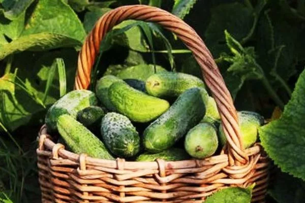 сбор урожая Берендея