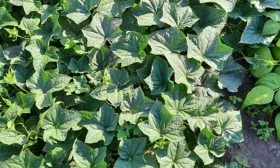 Описание растения