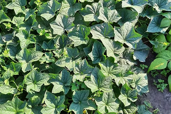 Описание растения