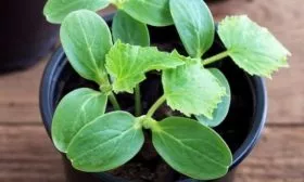 рассада Вьюги