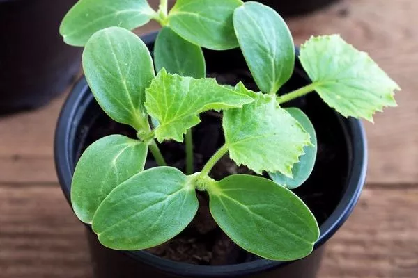 рассада Вьюги