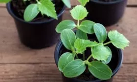 рассада Портоса