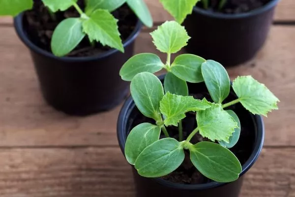 рассада Портоса