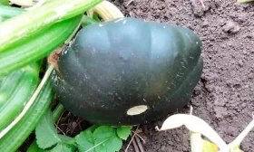 патиссон Сынишка