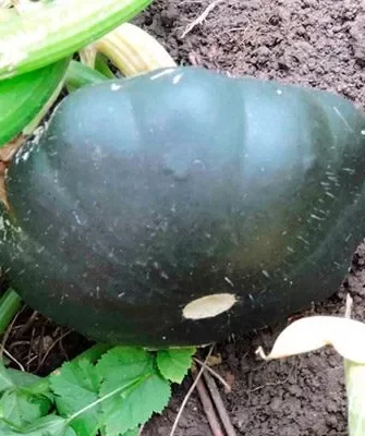 патиссон Сынишка