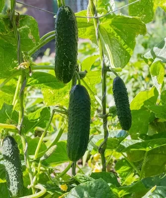 огурец Подарок