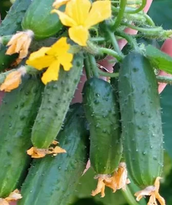 огурцы Марьина роща