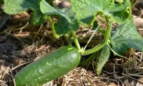 огурец Малыш