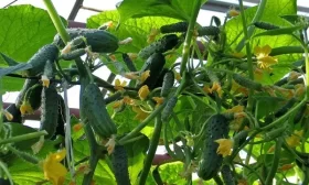 огурец балконный