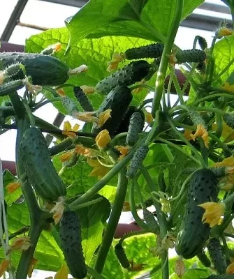 огурец балконный