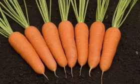 морковь Сластена
