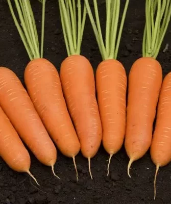 морковь Сластена