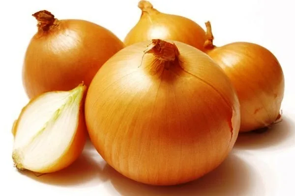 лук Луганский