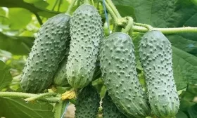 огурцы Платоша