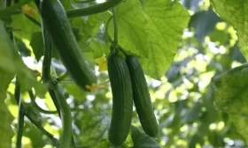 сельдерей Диамант