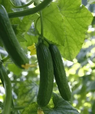 сельдерей Диамант