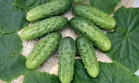 огурец Боярский